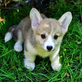 Augen und Sehkraft eines Corgi
