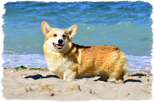 Corgi Ares