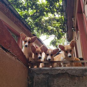 Разкриване на света на цветовете