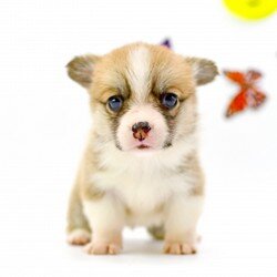 Corgi Zuchter