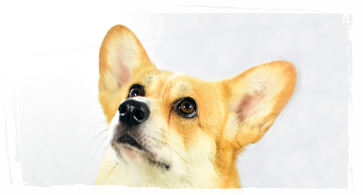 Corgi Pembroke Jolie