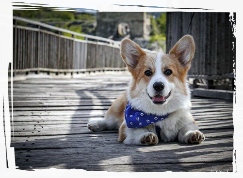 Corgi Morty