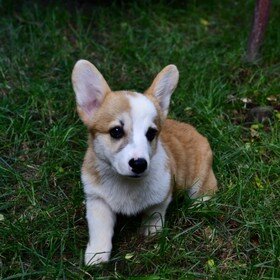 Arta adulmecării la Corgi