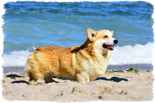 Corgi Ares