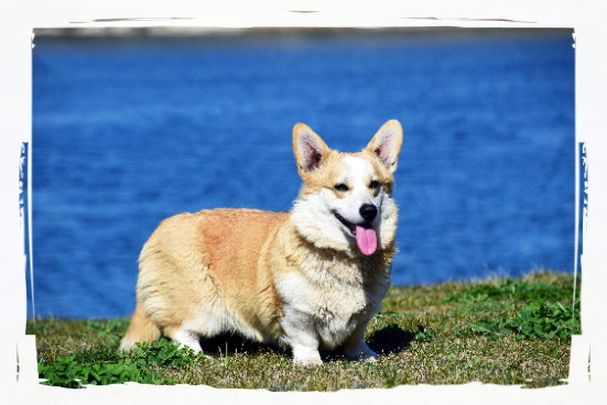Corgi Cherry
