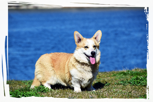 Corgi Pembroke Cherry