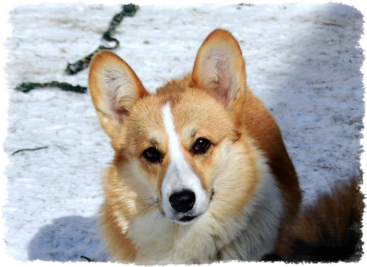 Corgi Pembroke Kaya