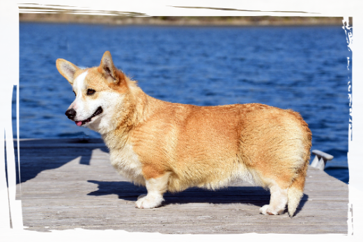 Corgi Cherry