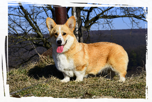 Corgi Pembroke Daphne