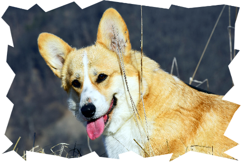 Welsh Corgi Romania