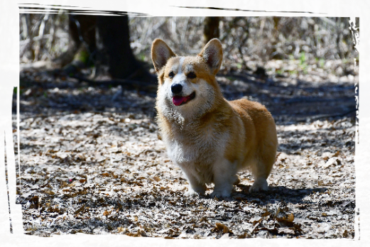 Corgi Ares