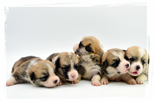 Pui Corgi Pembroke
