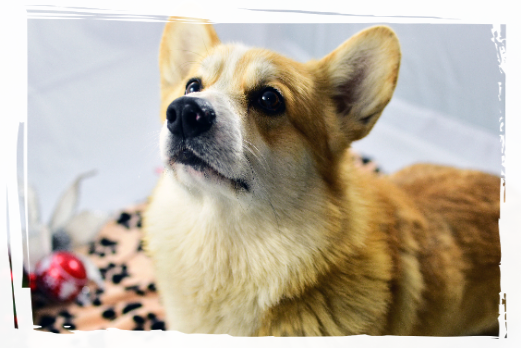Corgi Ares