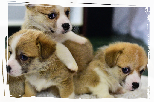 Puiuti corgi pembroke