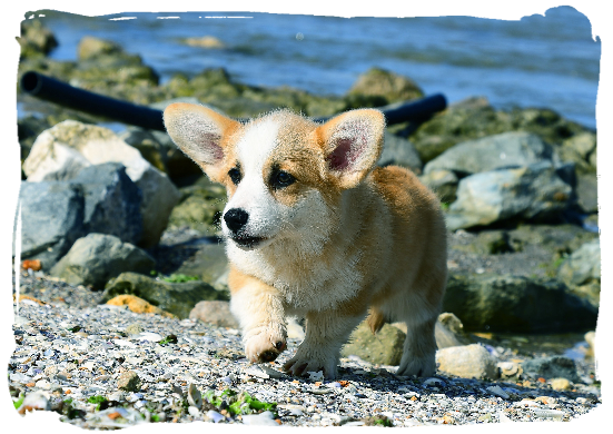Corgi Freya