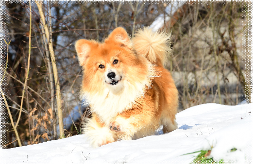 Corgi Fluffy