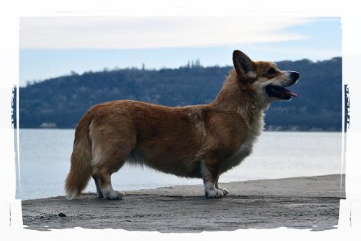 Corgi Pembroke Jolie