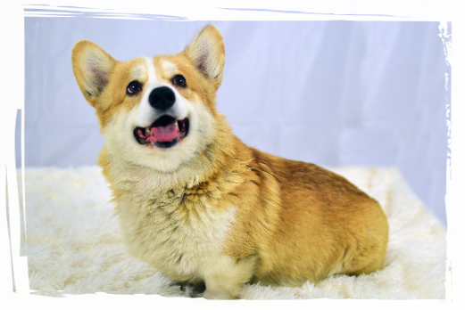 Corgi Ares