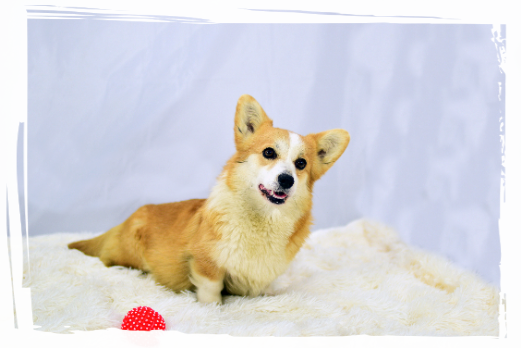 Corgi Pembroke Hera