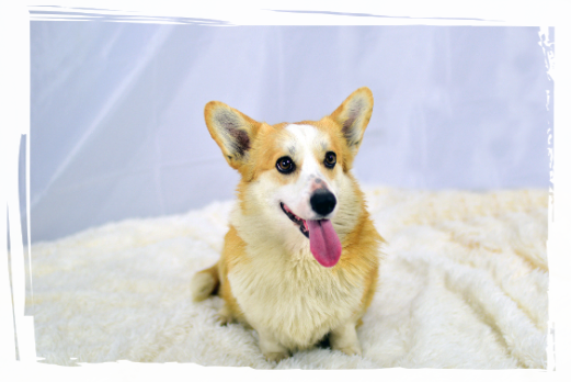 Corgi Pembroke Cherry