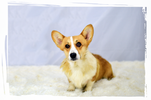 Corgi Pembroke Kaya
