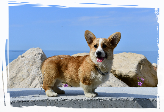 Daphne the Corgi