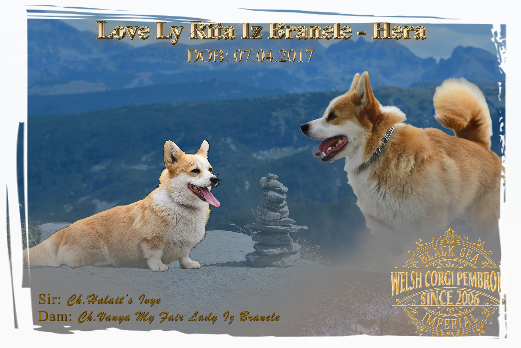 Corgi Pembroke Jolie