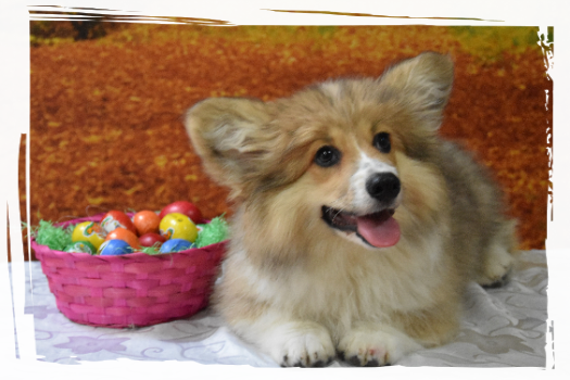 Corgi Fluffy