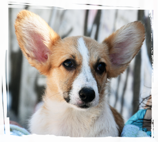 Kaya the Corgi