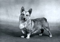 Corgi