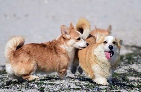 Pembroke Corgi